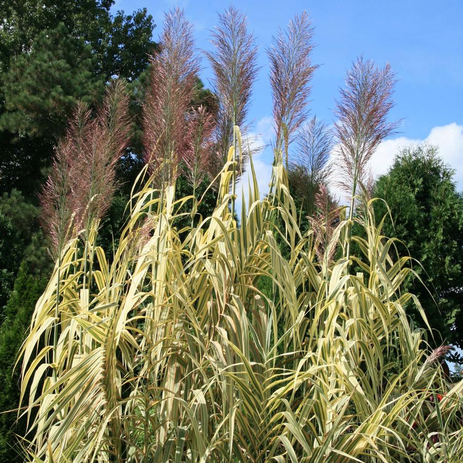 Arundo donax Peppermint Stick