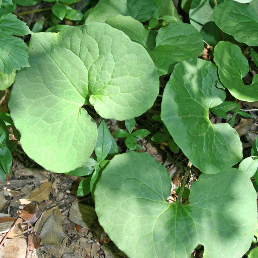 Asarum canadense 