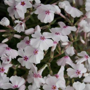 Phlox subulata Amazing Grace