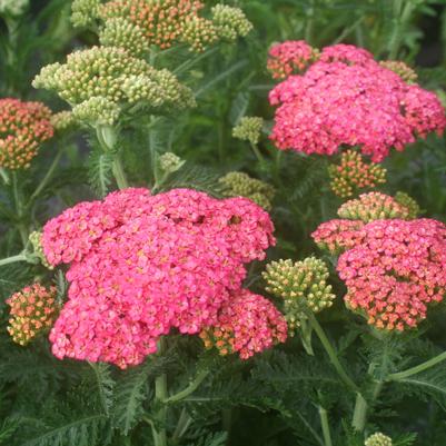 Achillea millefolium Sassy Summer Taffy