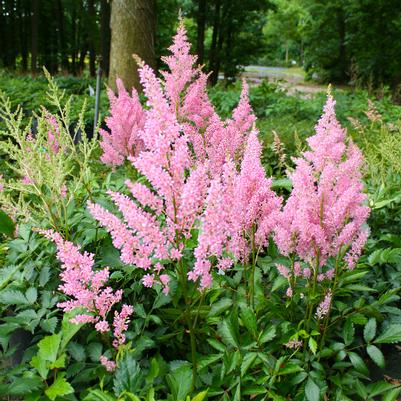 Astilbe arendsii Darwin's Dream