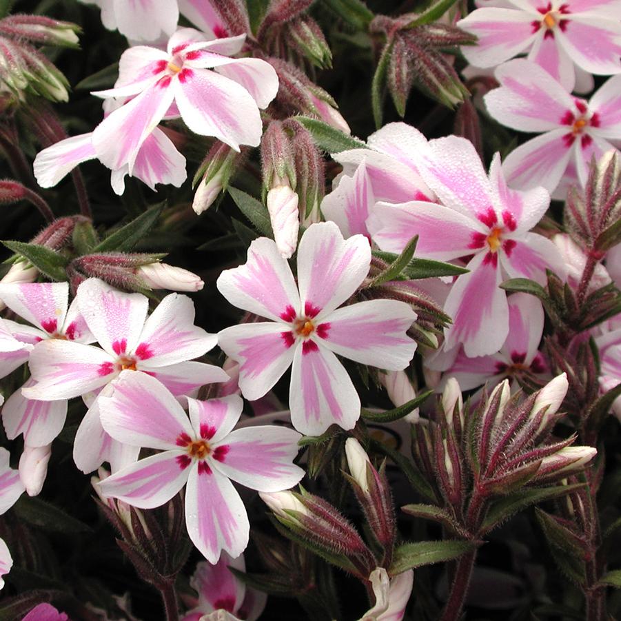 Phlox subulata Candy Stripe