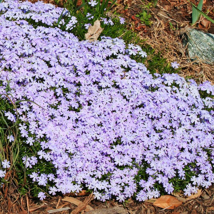 Phlox subulata Emerald Blue