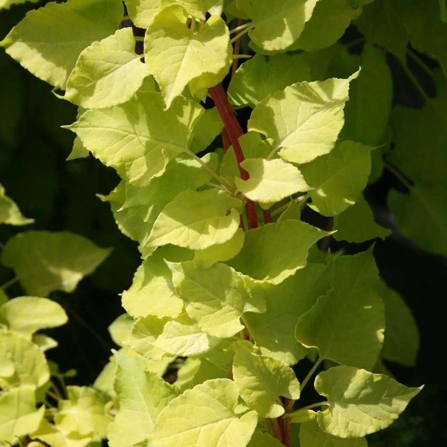 Polygonum aubertii Lemon Lace