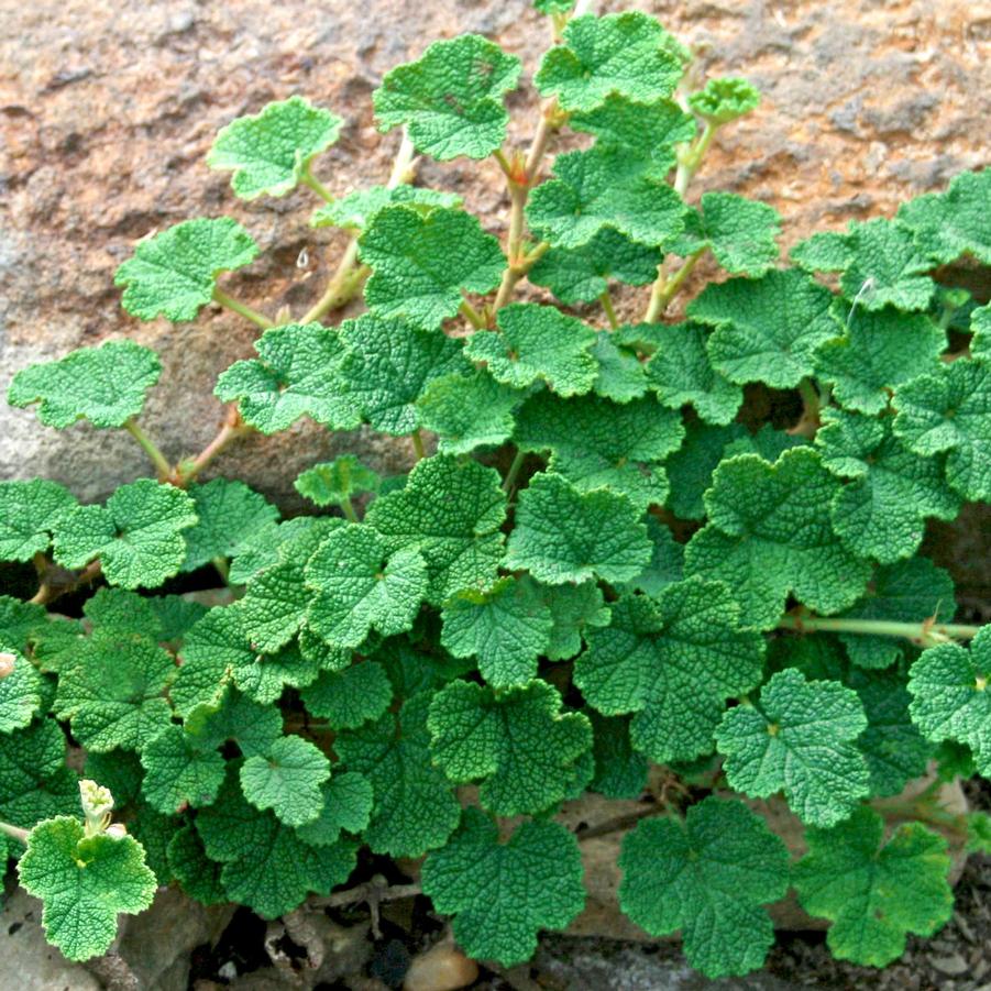 Rubus calycinoides 