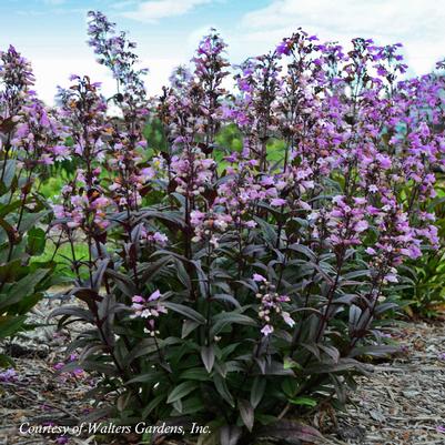 Penstemon Blackbeard