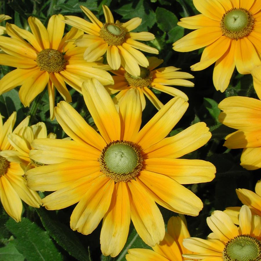 Rudbeckia hirta Prairie Sun