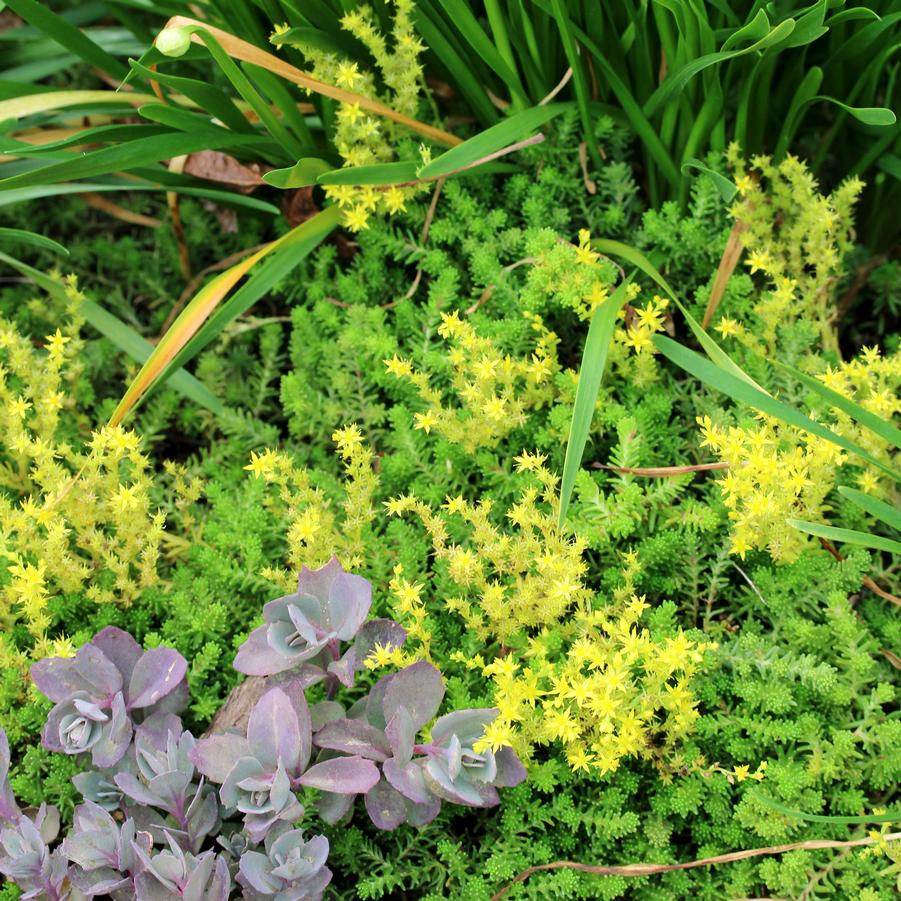 Sedum acre 