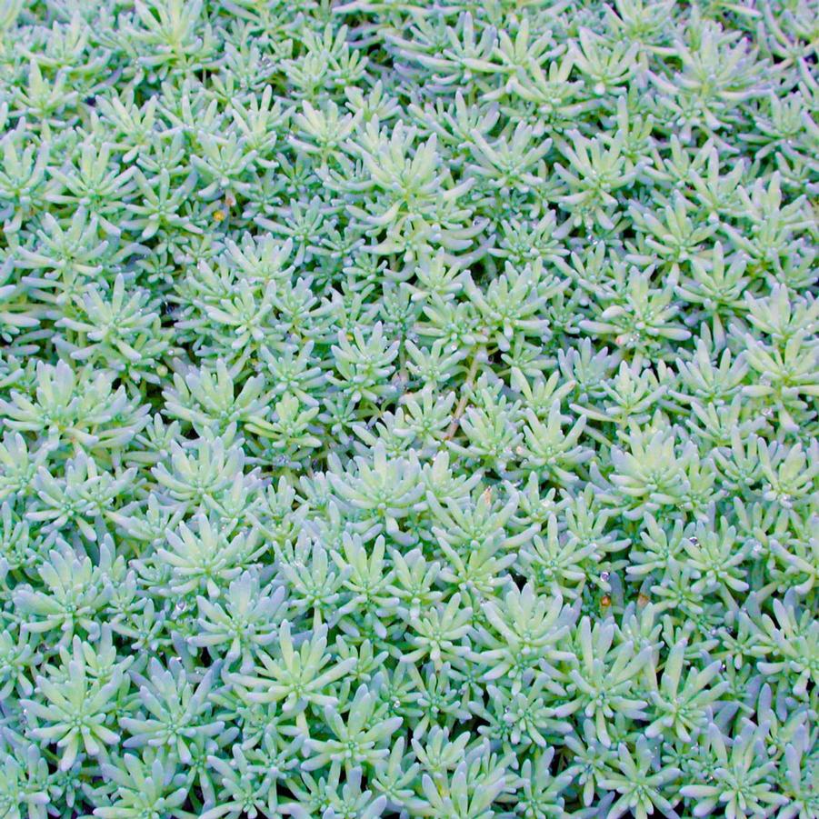 Sedum bithynicum 