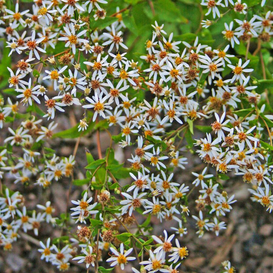 Aster (Eurybia) divaricatum 