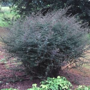 Aster (Symphyotrichum) laterifolium Lady in Black