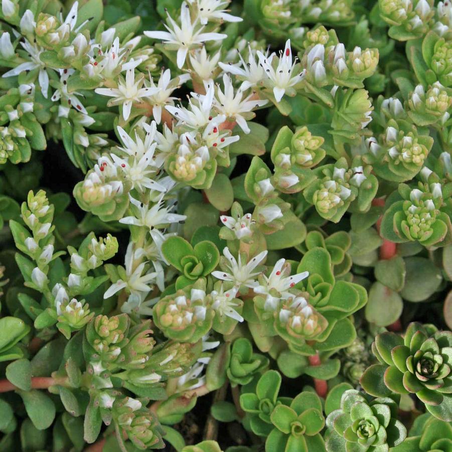 Sedum ternatum 