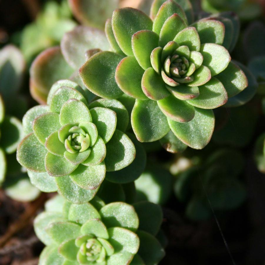 Sedum ternatum 