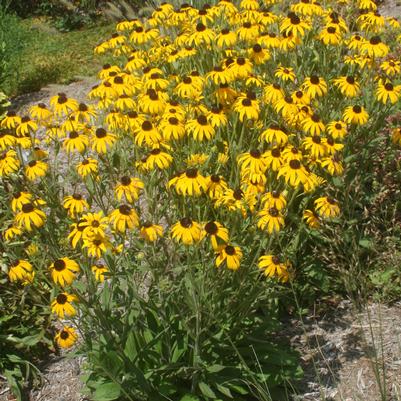 Rudbeckia fulgida var. deamii American Gold Rush