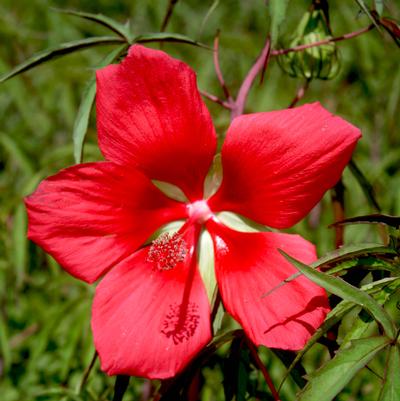 Hibiscus coccineus 