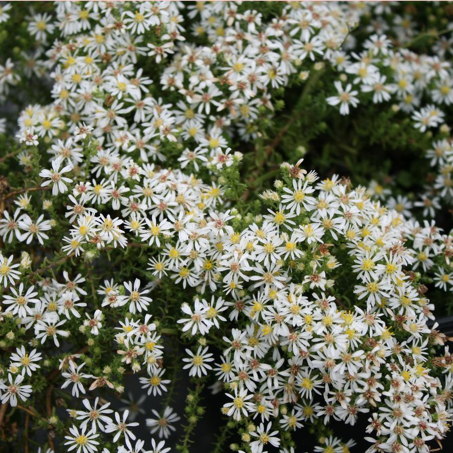 Aster (Symphyotrichum) ericoides Snow Flurry