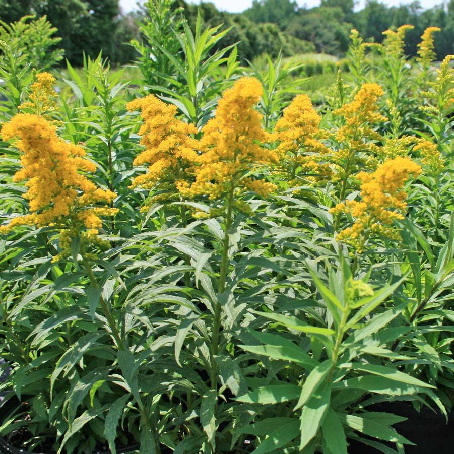 Solidago canadensis Baby Gold