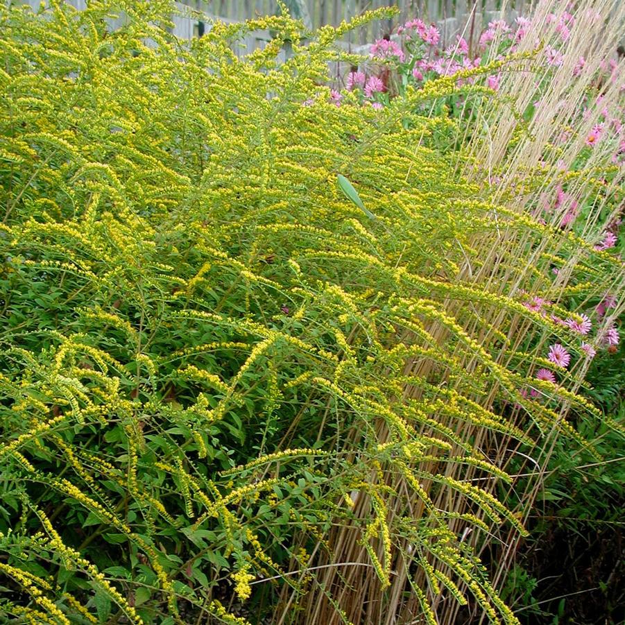 Solidago rugosa Fireworks