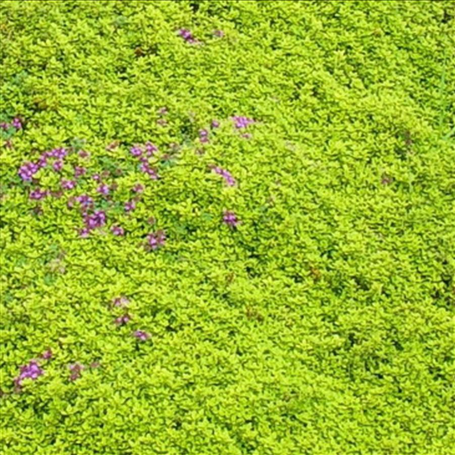 Thymus Archer's Gold