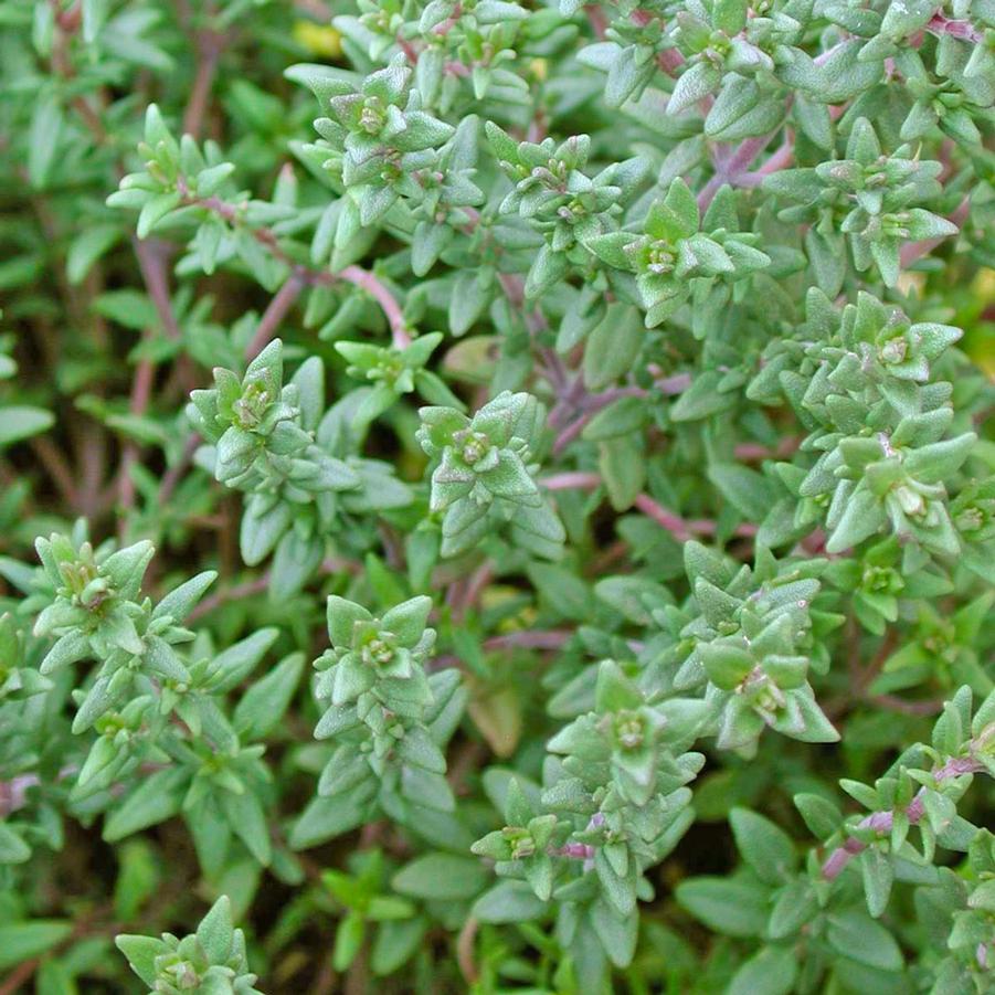 Thymus vulgaris English