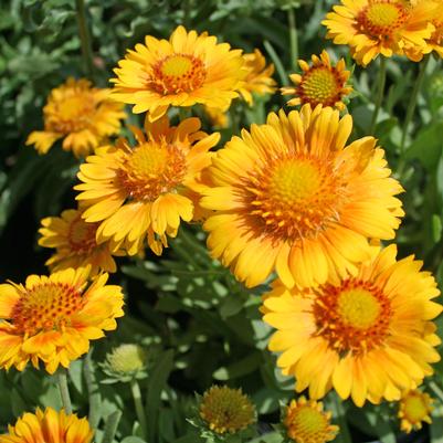 Gaillardia grandiflora Arizona Apricot