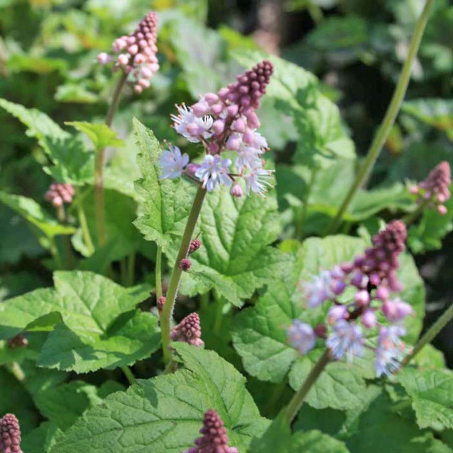 Tiarella cordifolia 