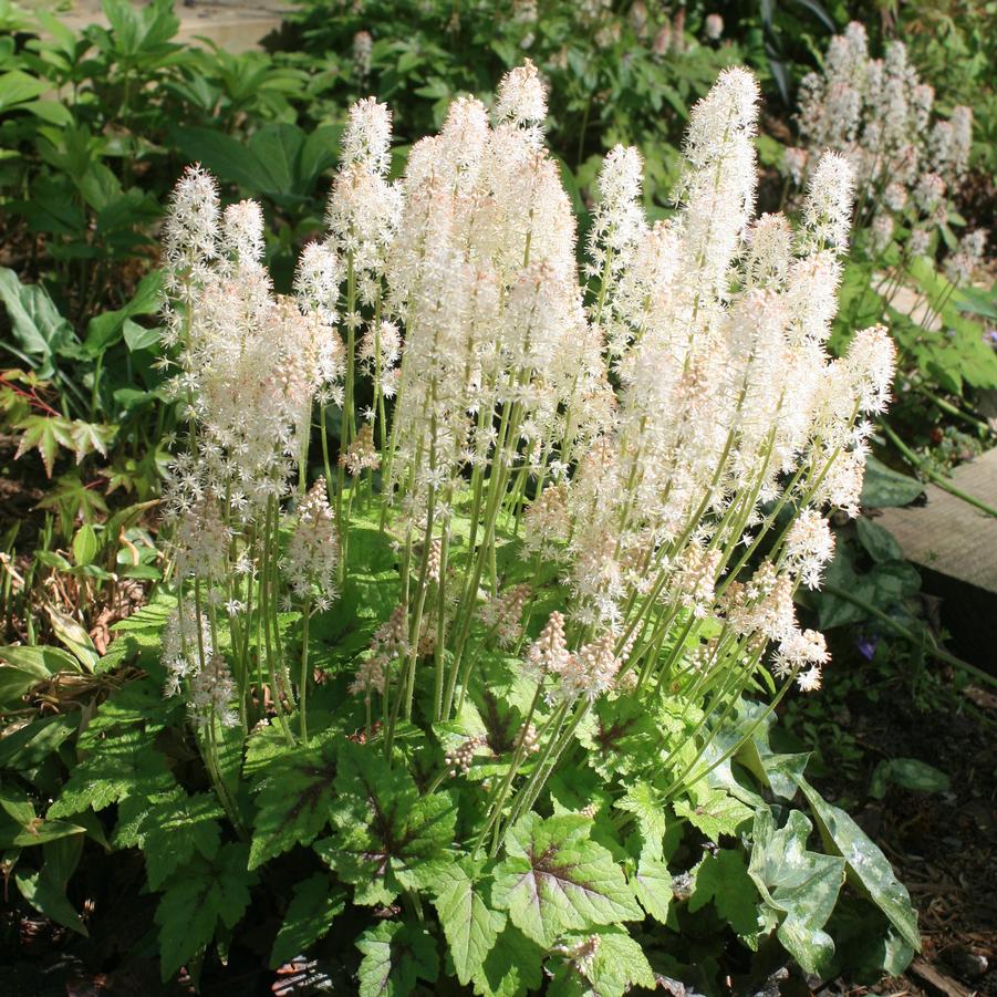 Tiarella cordifolia Brandywine