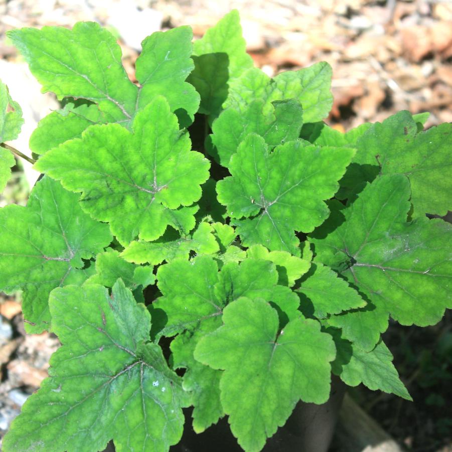 Tiarella wherryi 