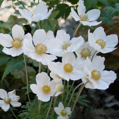 Anemone sylvestris 