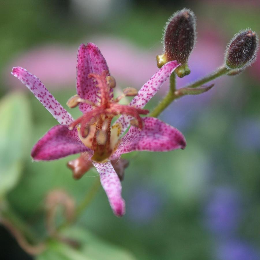 Tricyrtis formosana Samurai