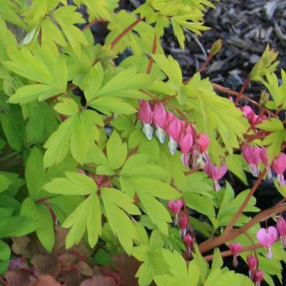 Dicentra spectabilis Gold Heart