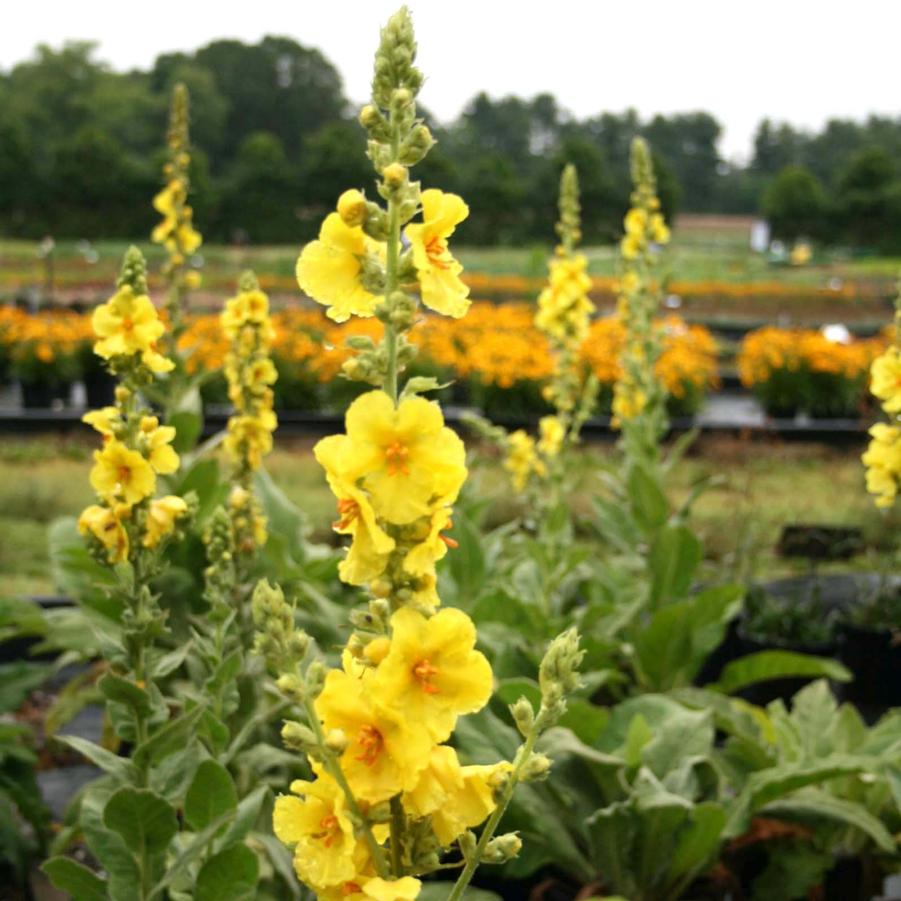 Verbascum Banana Custard