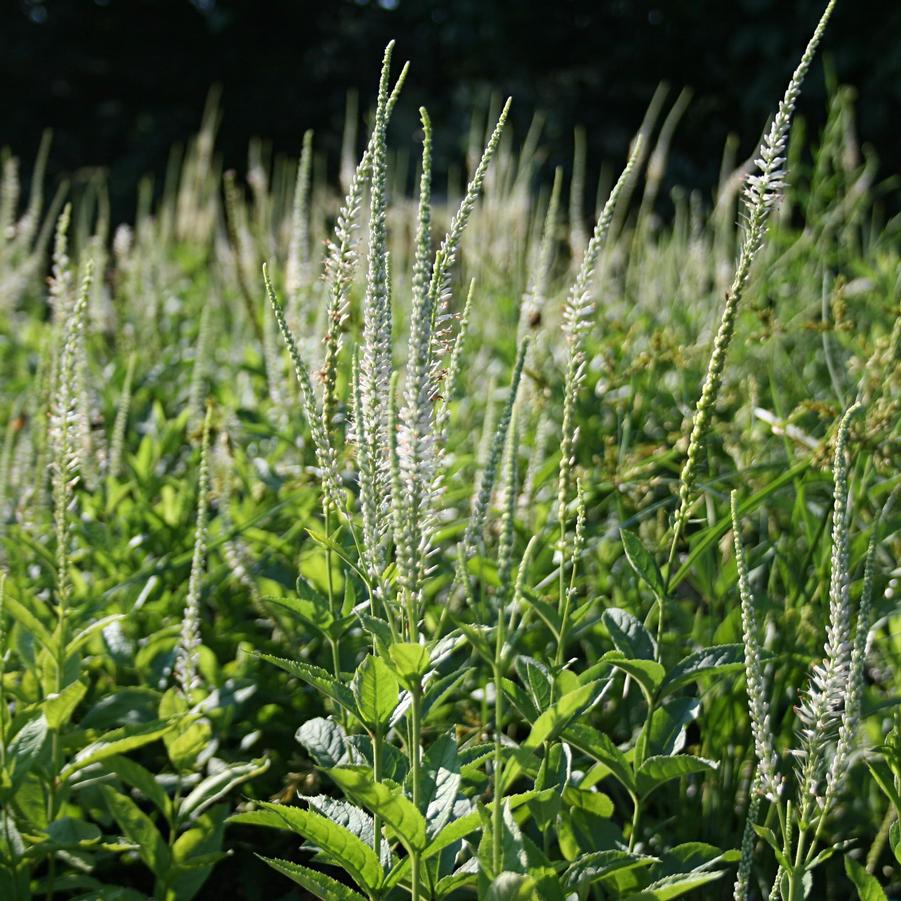 Veronicastrum virginicum 