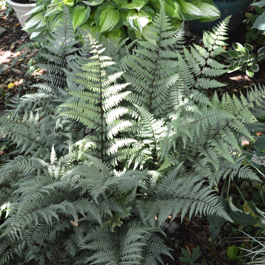 Athyrium niponicum Ghost