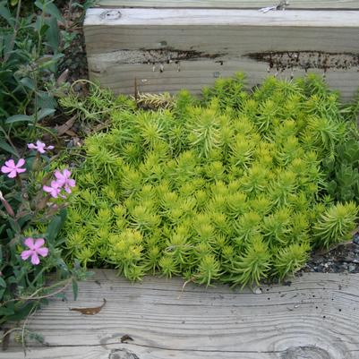 Sedum rupestre Angelina