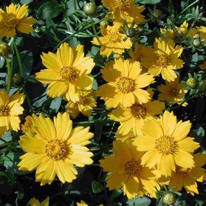 Coreopsis auriculata Nana