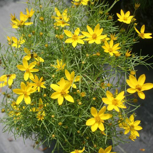 Coreopsis verticillata Zagreb