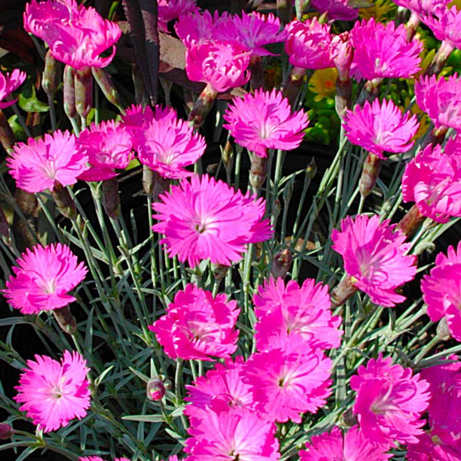 Dianthus gratianopolitanus Firewitch