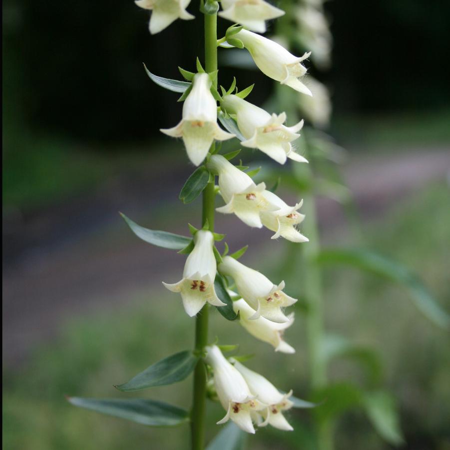 Digitalis lutea 