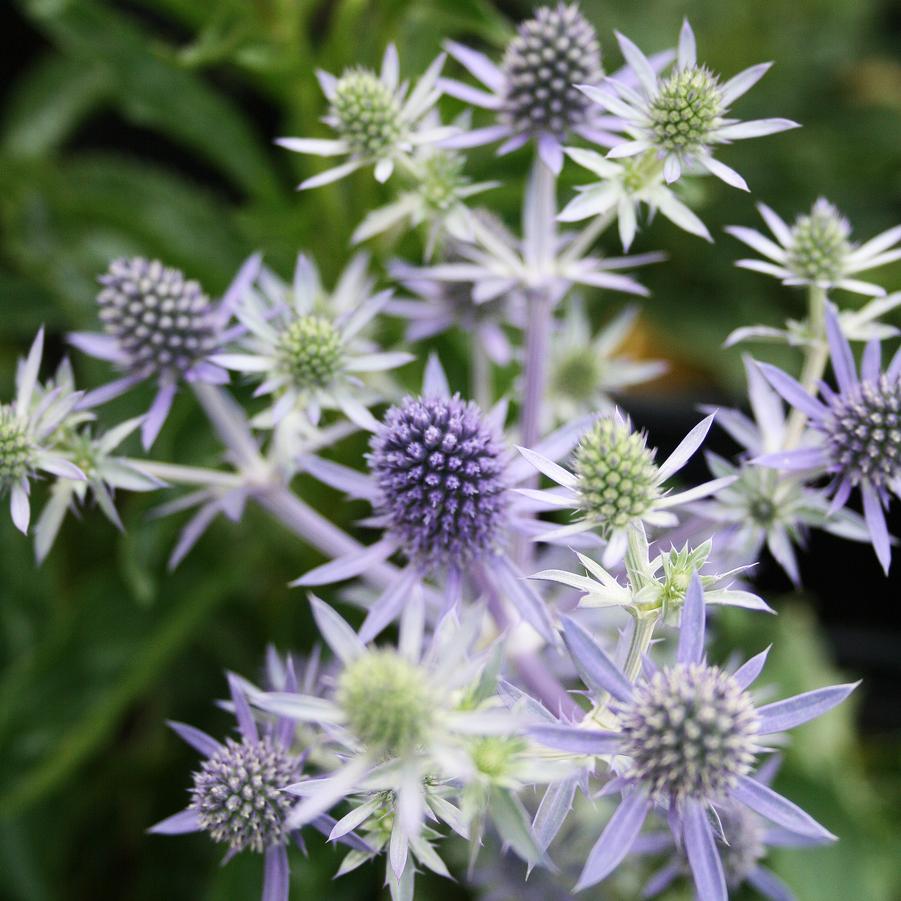 Eryngium planum Blue Hobbit