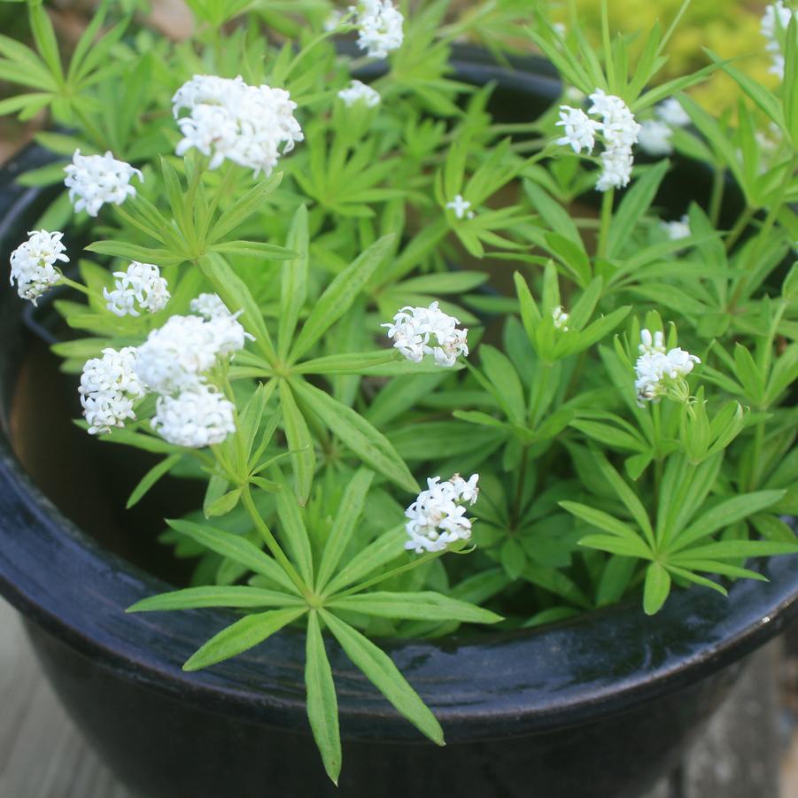 Galium odoratum 