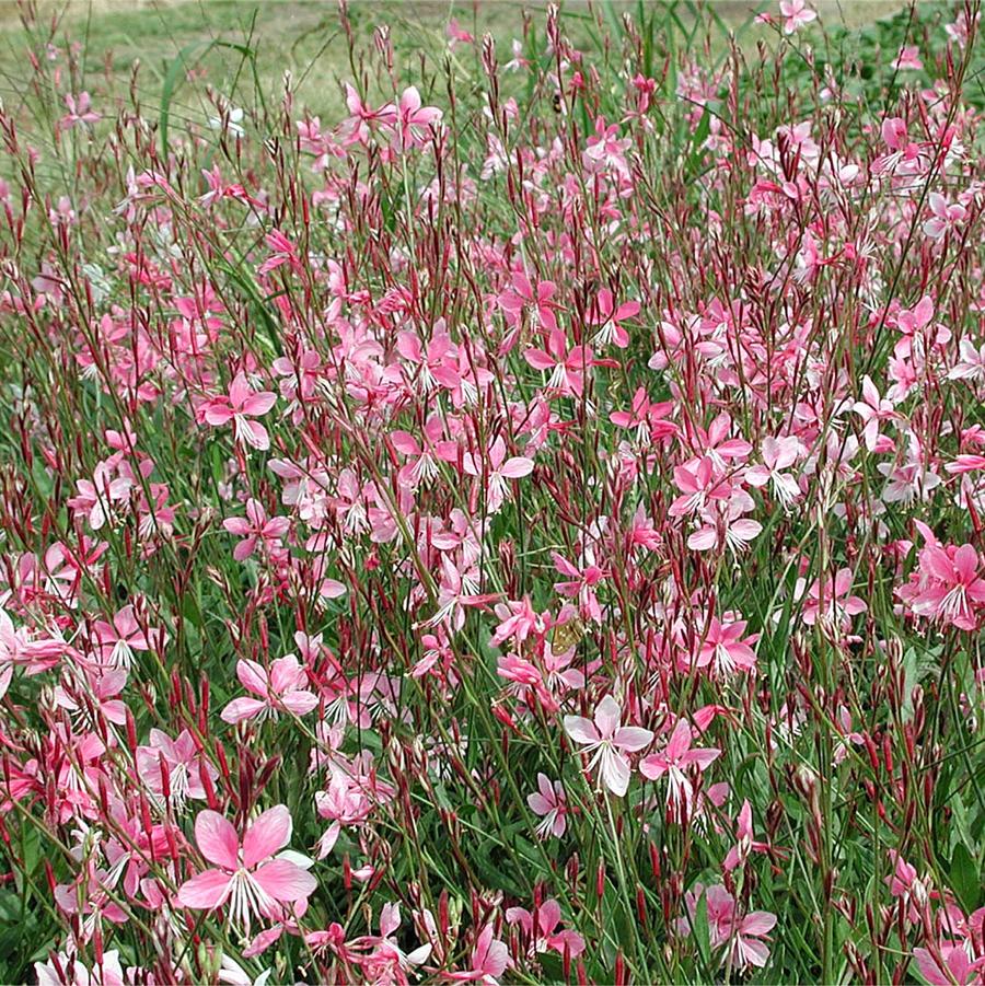 Gaura lindheimeri Siskiyou Pink