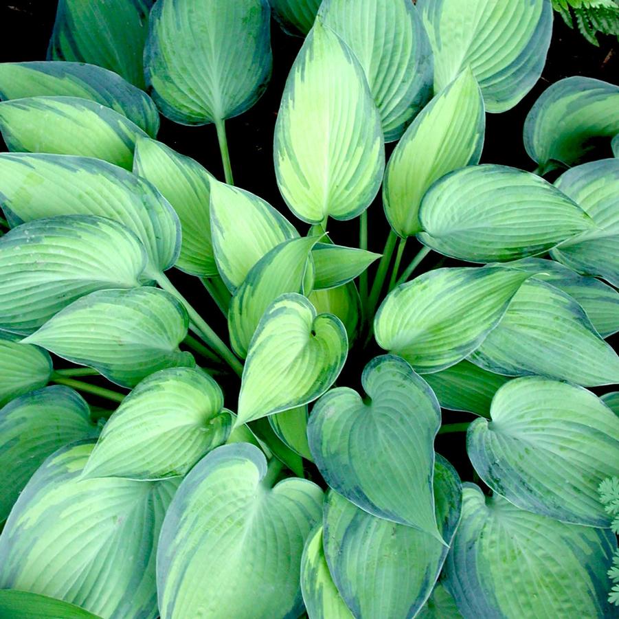 Hosta June