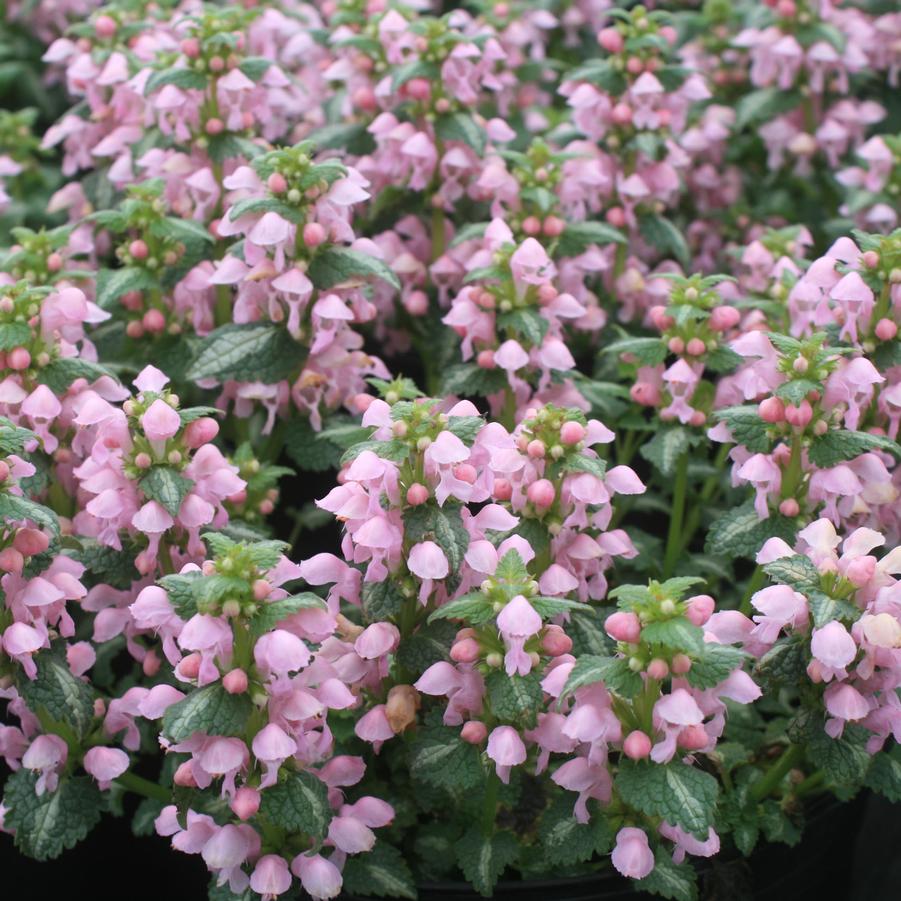 Lamium maculatum Shell Pink