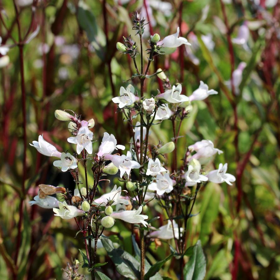 Penstemon digitalis Husker Red