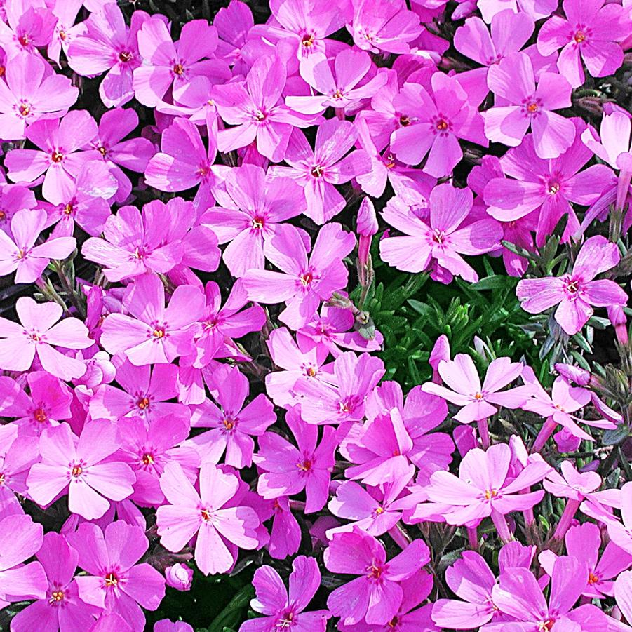 Phlox subulata Emerald Pink