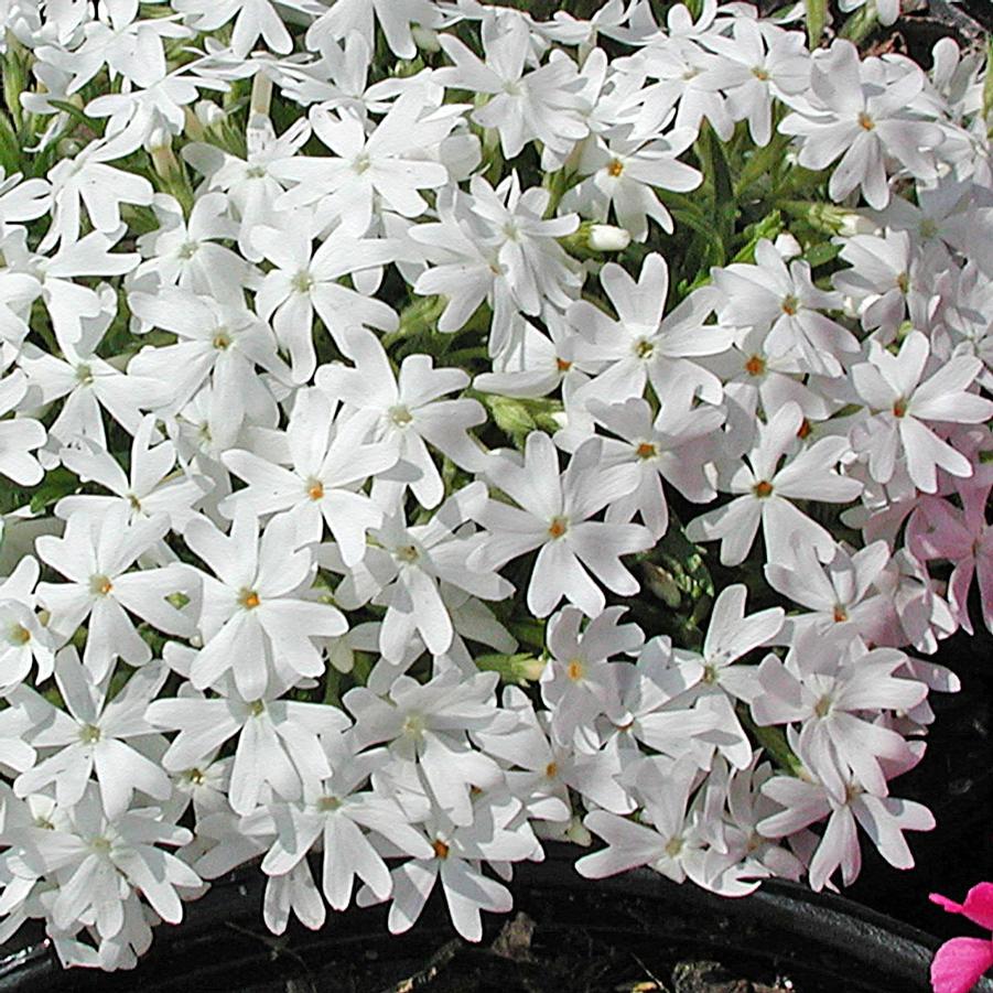 Phlox subulata Snowflake