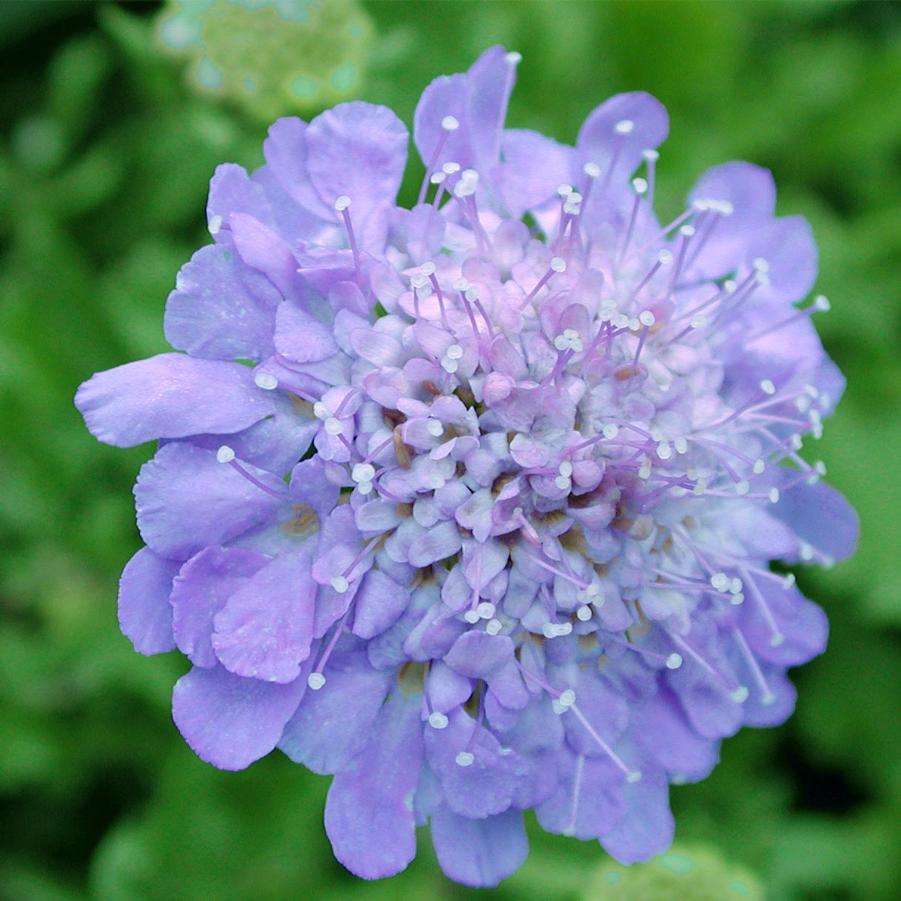 Scabiosa columbaria Butterfly Blue