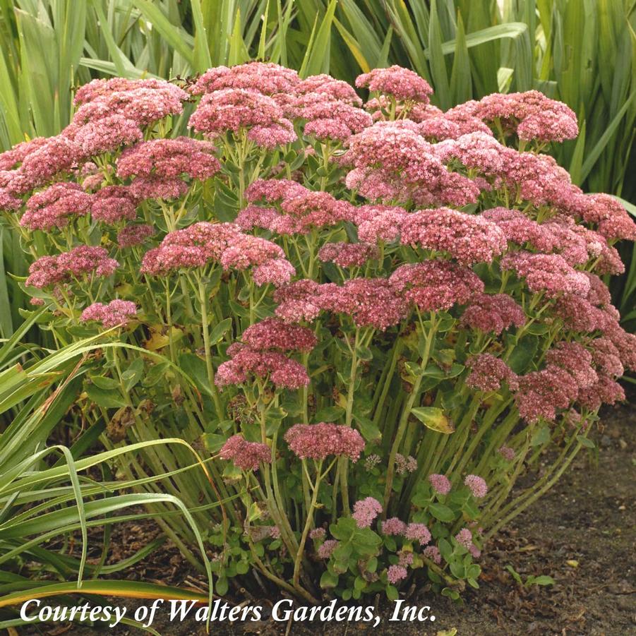 Sedum spectabile Autumn Fire