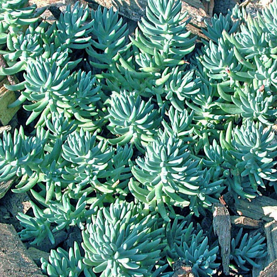 Sedum rupestre Blue Spruce